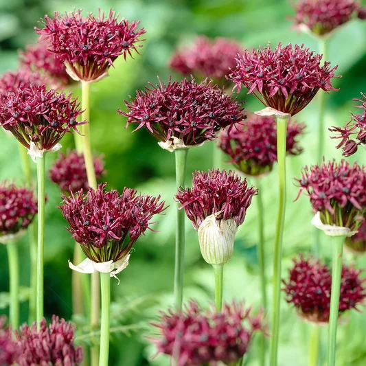 Allium Atropurpureum