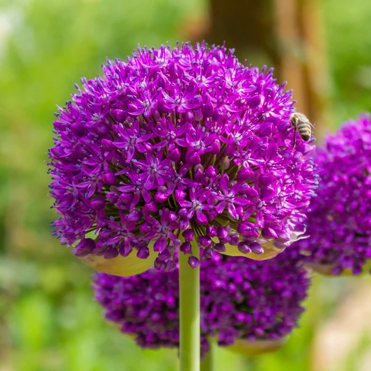 Allium Purple Sensation