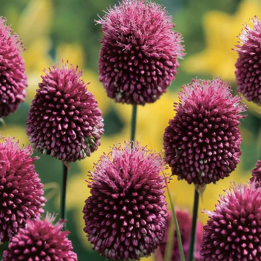 Allium Sphaerocephalon